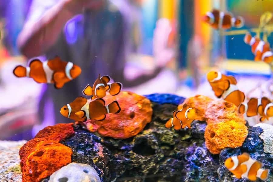 Gatlinburg: Ripley's Aquarium of the Smokies & Combo Ticket - Odditorium, Moving Theater, and Mirror Maze
