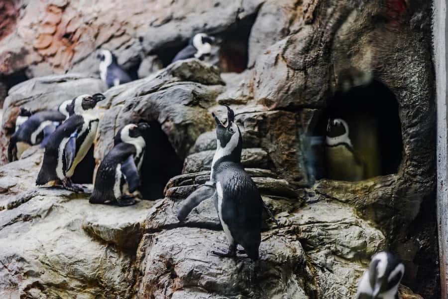 Gatlinburg: Ripley's Aquarium of the Smokies & Combo Ticket - Mountain Coaster rules you need to check