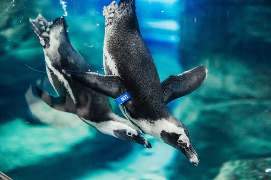 Gatlinburg: Ripley's Aquarium of the Smokies & Combo Ticket - Penguin Playhouse and hands-on marine life