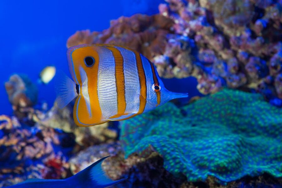 Genoa: Aquarium and FantaCinema Combined Ticket - Should you book the Aquarium and FantaCinema ticket?