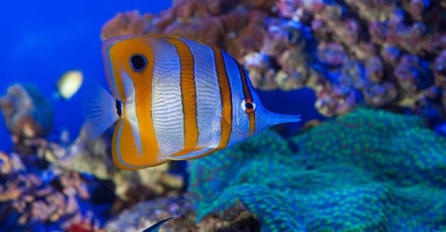 Genoa: Aquarium & Christopher Columbus' House Entry Tickets - Key points to know before you book