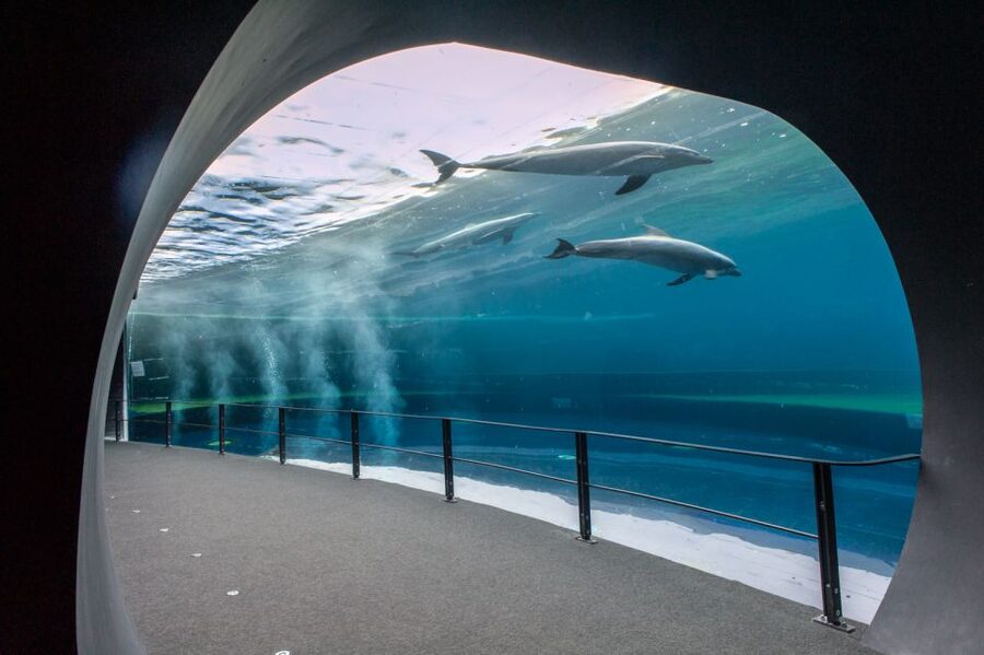 Genoa: Aquarium & Christopher Columbus' House Entry Tickets - Why the marine exhibits work for families