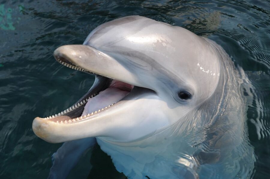 Genoa: Aquarium of Genoa & City of Children and Youth Ticket - Key points to know before you book