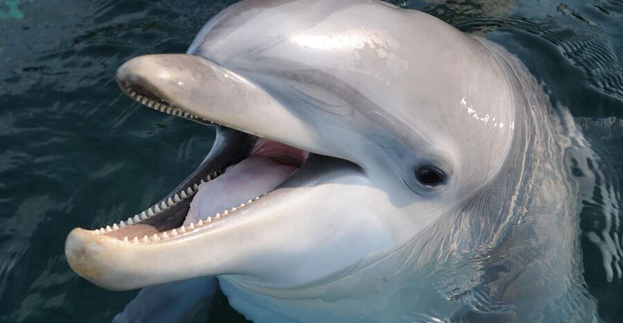 Genoa: Aquarium of Genoa & City of Children and Youth Ticket - Moving on to the Aquarium of Genoa