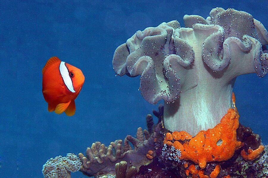 Genoa: Aquarium of Genoa & City of Children and Youth Ticket - How to arrange your one-day visit