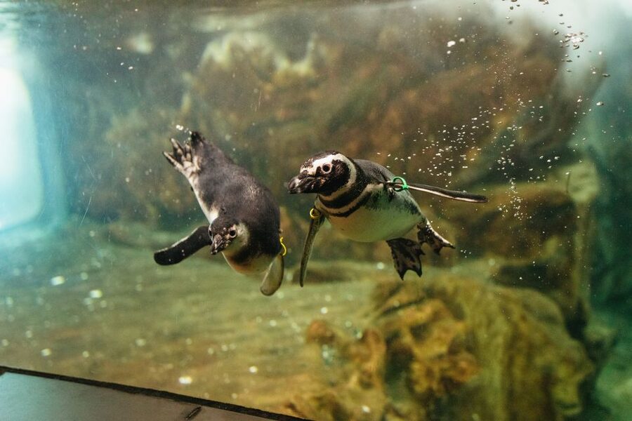 Genoa: Aquarium of Genoa Entry Ticket - Key things to know before visiting