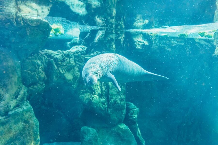 Genoa: Aquarium of Genoa Entry Ticket - Dolphins at the Cetacean Pavilion