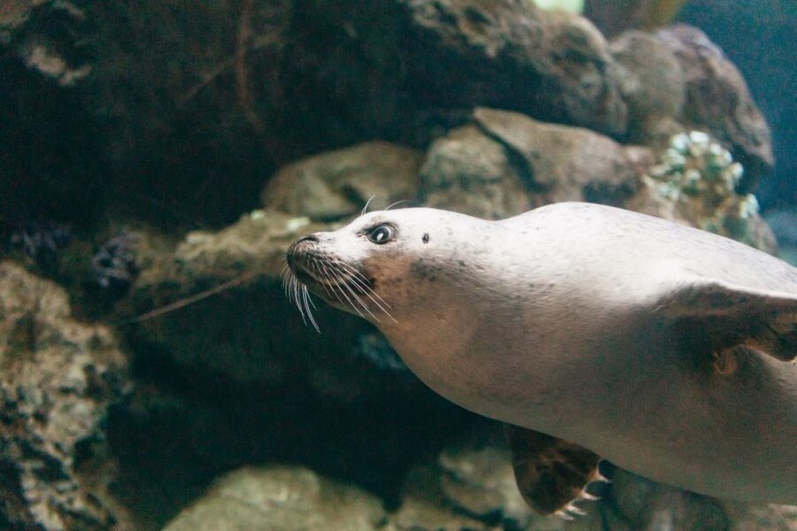 Genoa: Aquarium of Genoa with Lunch - Should you book the Aquarium of Genoa with lunch?