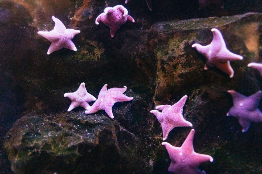 Genoa: Aquarium of Genoa with Lunch - What this Genoa Aquarium package actually gives you