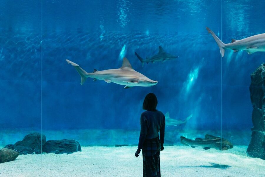 Genoa: Aquarium of Genoa with Lunch - A self-guided route through global seas