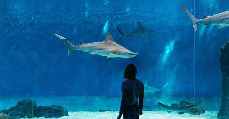 Genoa: Aquarium of Genoa with Lunch - Why crowd levels matter inside