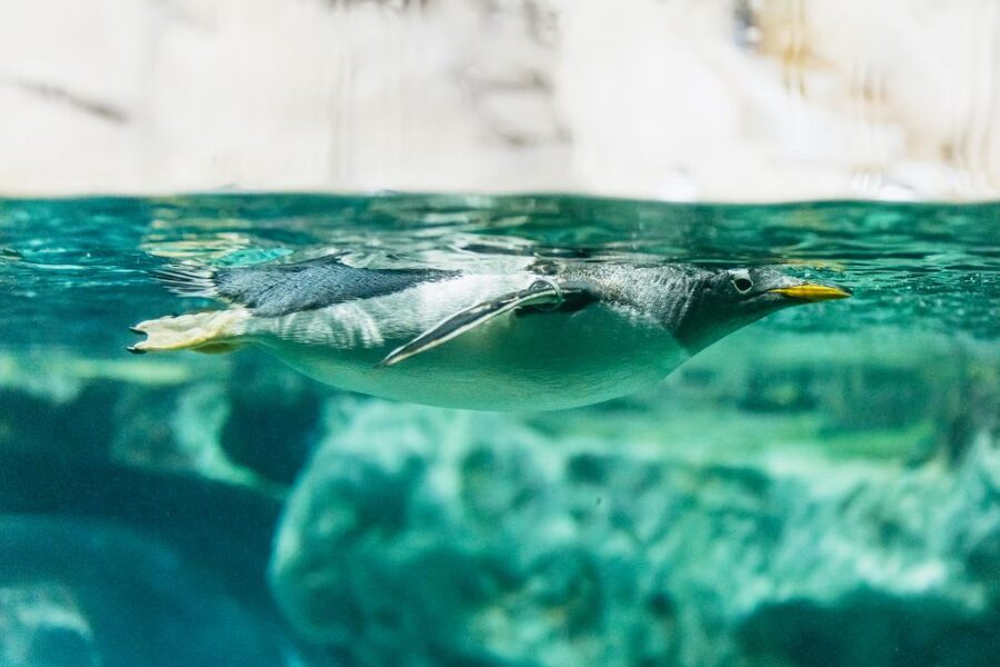 Genoa: Aquarium of Genoa with Lunch - Who should book this experience?