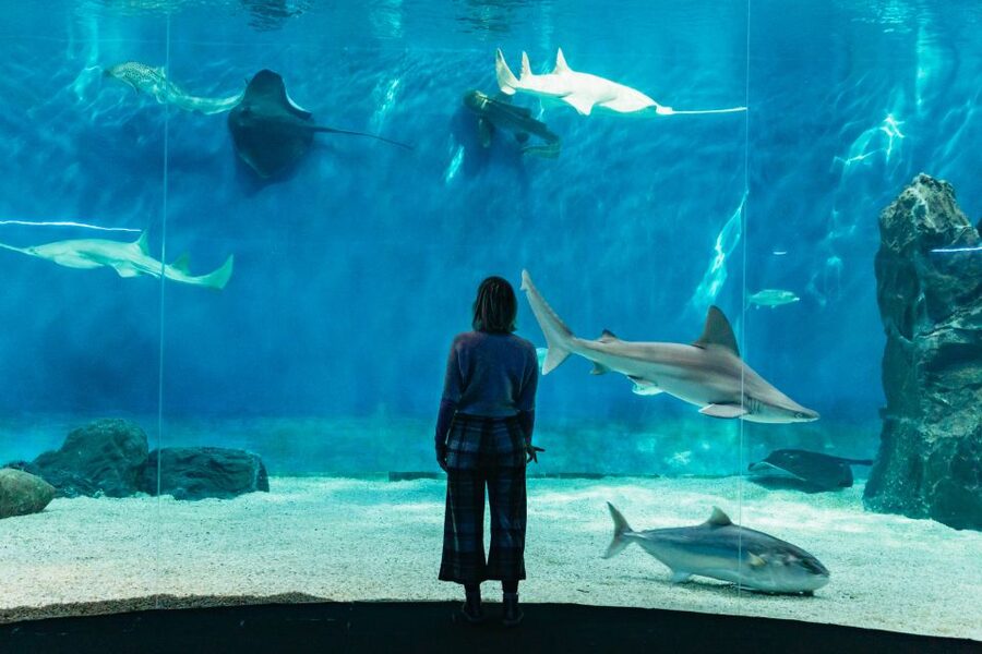 Genoa: Aquarium of Genoa with Lunch - Entering the Aquarium of Genoa at Ponte Spinola