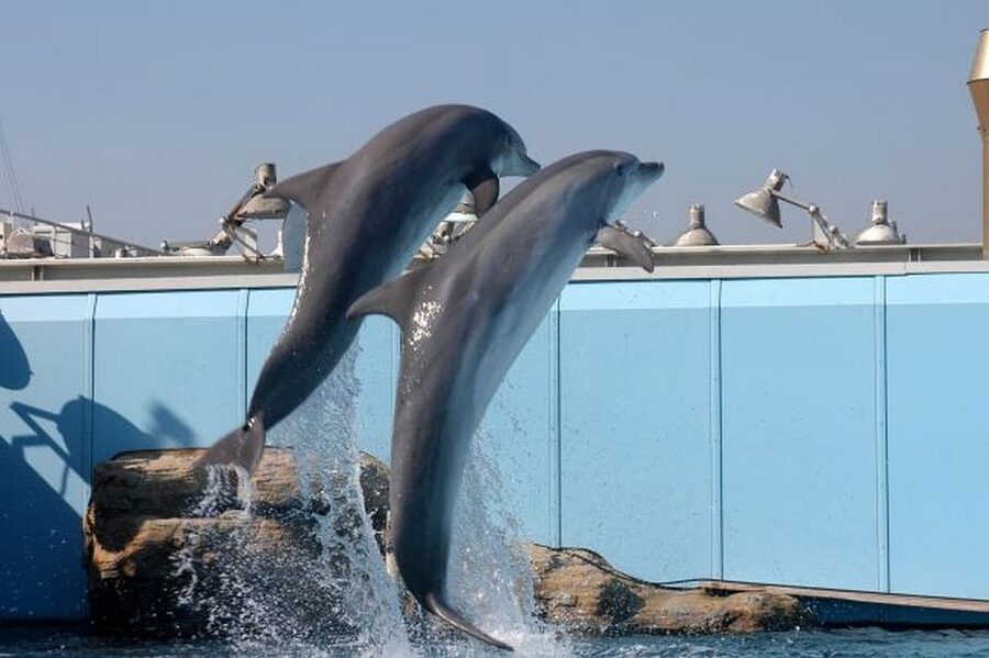 Genoa: World-Famous Aquarium and Lighthouse Combo Ticket - Why this Genoa pairing works