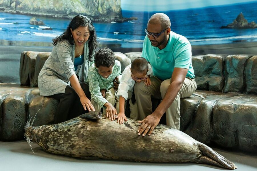 Georgia Aquarium: Sea Lion Encounter - The biggest price question: $94 plus aquarium admission