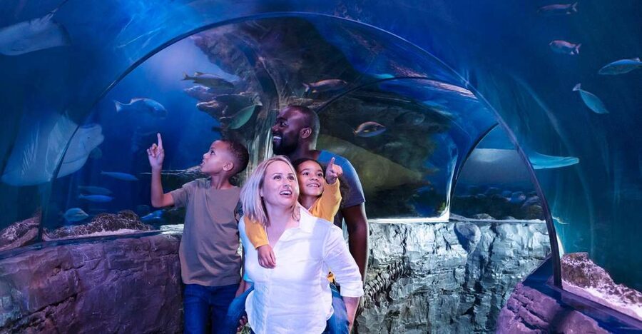 Grapevine: SEA LIFE Grapevine Aquarium General Admission - Key things to know before you go