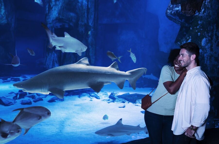 Grapevine: SEA LIFE Grapevine Aquarium General Admission - Clownfish Caves and a kaleidoscope of fish