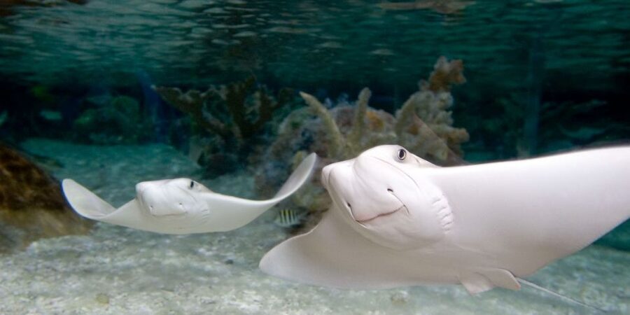 Grapevine: SEA LIFE Grapevine Aquarium General Admission - Jellyfish Discovery and the quietest stop