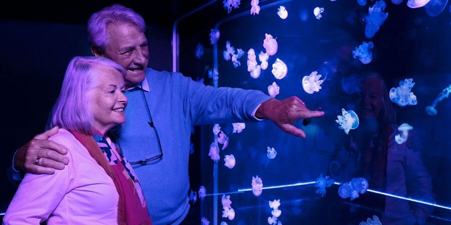 Grapevine: SEA LIFE Grapevine Aquarium General Admission - Interactive Rockpools and the moray eel