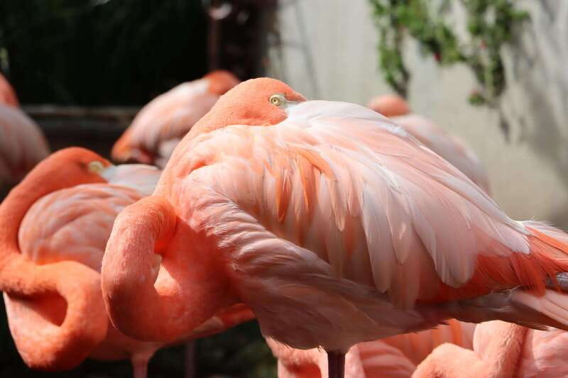 Guadalajara: ticket to Michin Aquarium - Key points to know before you go