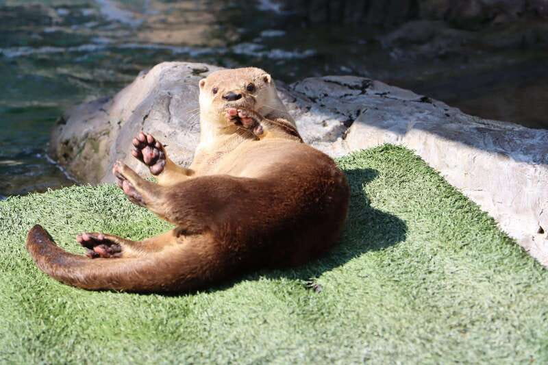 Guadalajara: ticket to Michin Aquarium - Start with the five-pavilion route