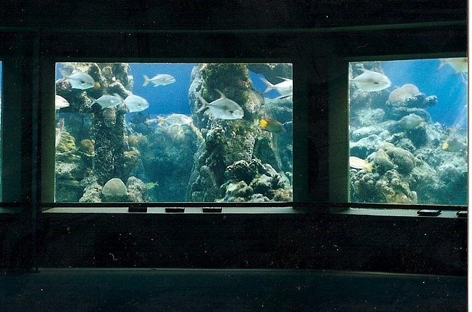 Guided Tour of Coral World Ocean Park & Happy Hour - The Happy-Hour Drinks and a Small Booking Concern