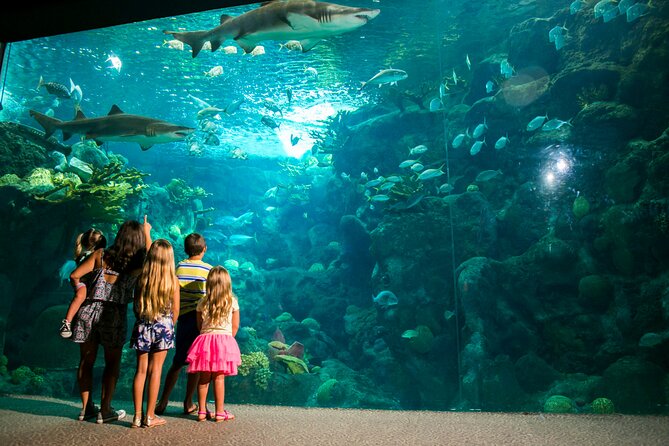 Half Day Antalya Aquarium Tour And Wax Museum - Walking through the world’s longest tunnel aquarium