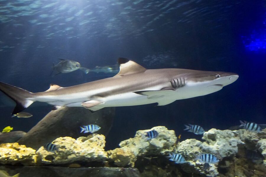 Hanover: SEA LIFE Entry Ticket - From the Leine River to the tropical ocean