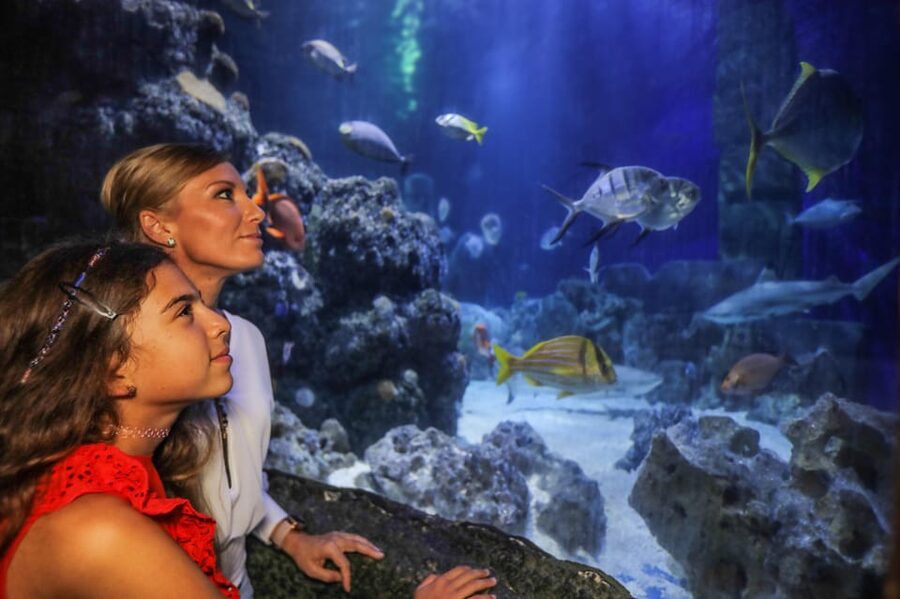 Hanover: SEA LIFE Entry Ticket - Rays, coral reefs, and smaller sea life