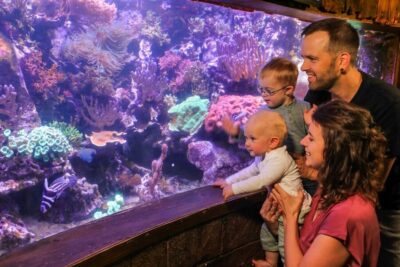 Hanover: SEA LIFE Entry Ticket