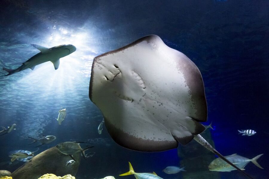 Hanover: SEA LIFE Entry Ticket - Is $19 a fair price?