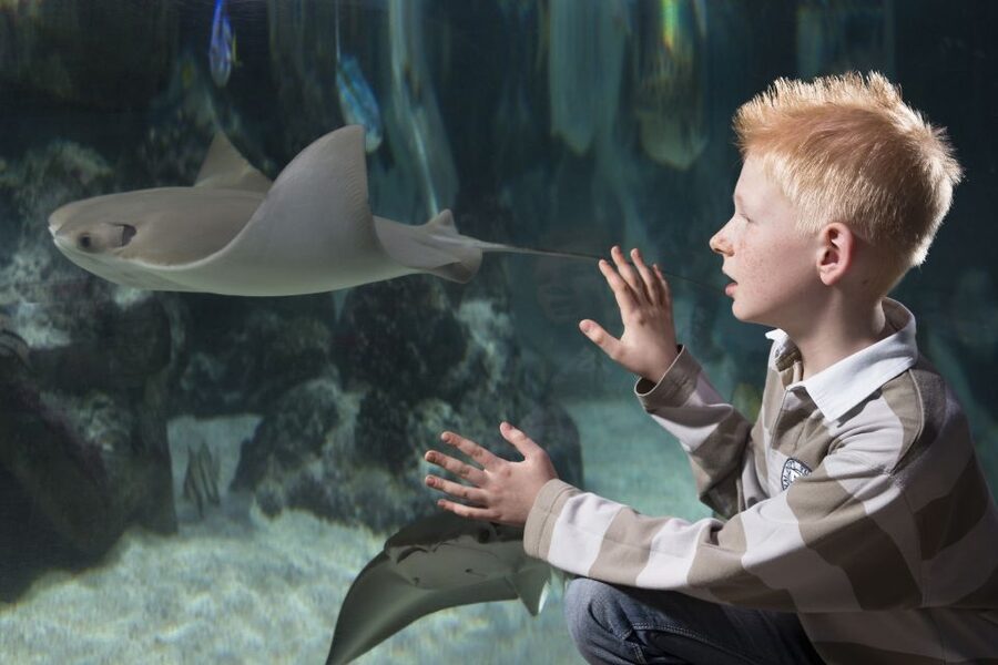 Hanover: SEA LIFE Entry Ticket - Crowds, noise, and the best time to visit
