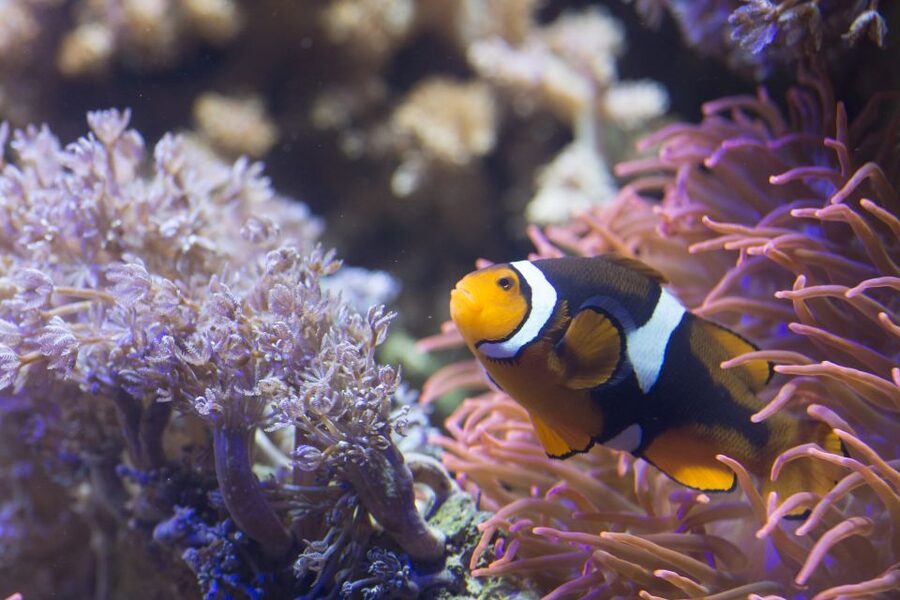 Helsinki: Sea Life Entrance Tickets - What the Sea Life Helsinki visit feels like