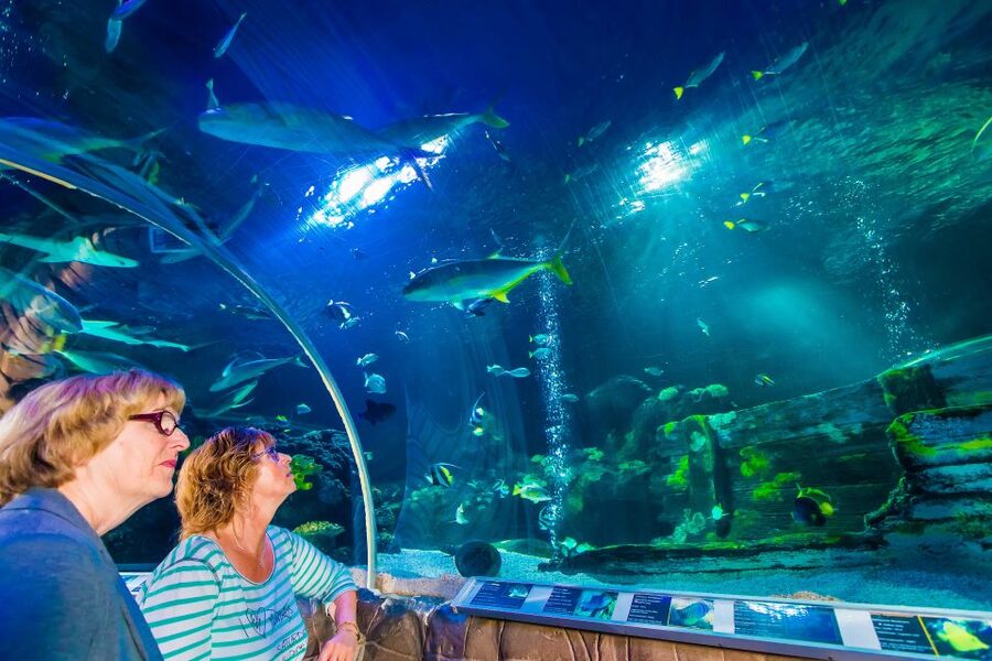 Helsinki: Sea Life Entrance Tickets - Getting close to rays, octopuses, and small sea life