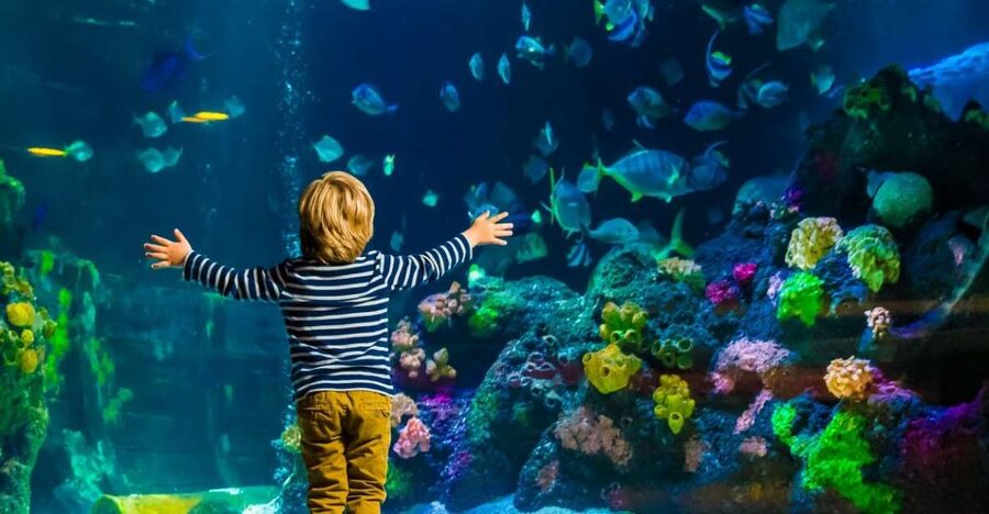 Helsinki: Sea Life Entrance Tickets - Conservation Cove and the wider message