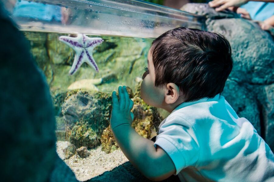 Helsinki: Sea Life Entrance Tickets - Walking under the tropical ocean