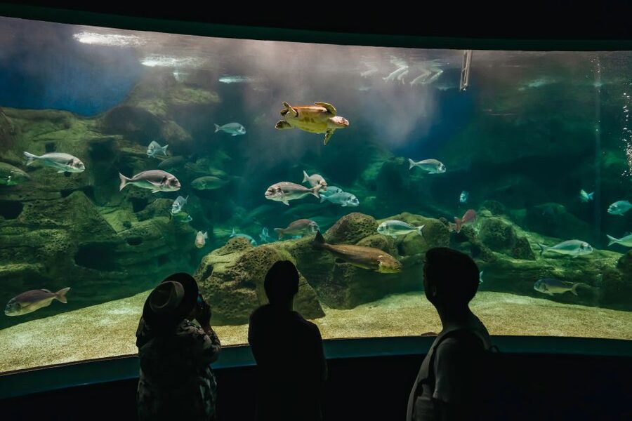 Heraklion Area: CRETAquarium Admission Ticket - Key points to know before you go