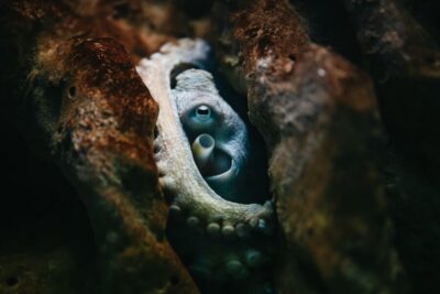 Heraklion Area: CRETAquarium Admission Ticket