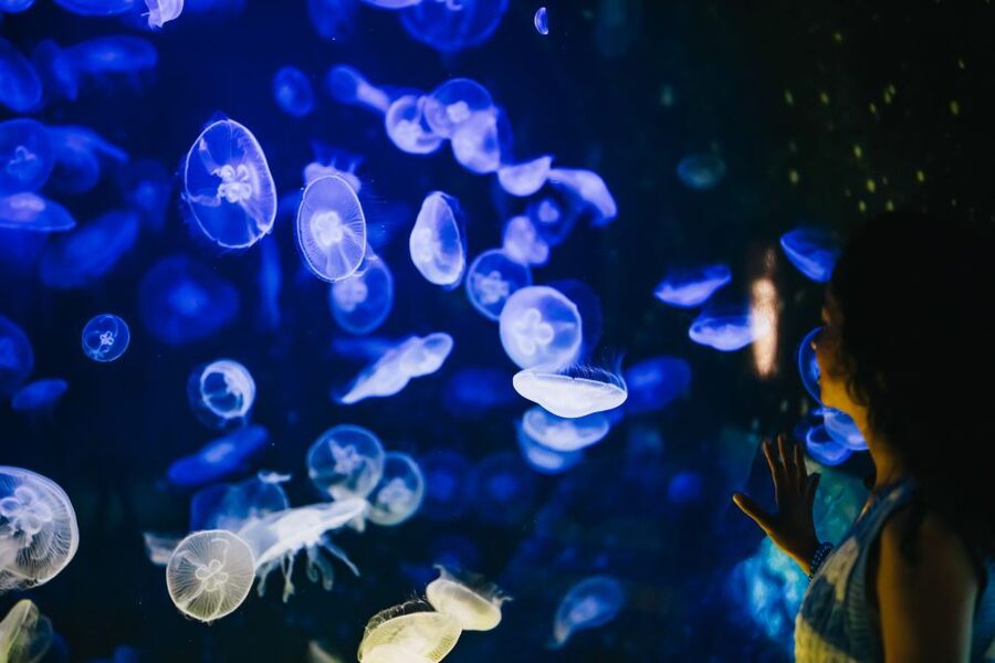 Heraklion Area: CRETAquarium Admission Ticket - Is the $9 admission good value?