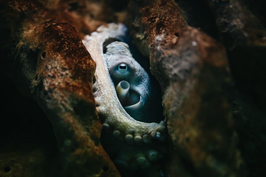 Heraklion Area: CRETAquarium Admission Ticket - From Mediterranean caves to open-ocean predators