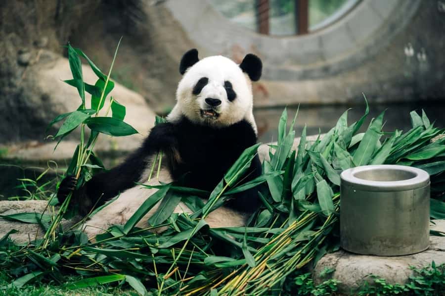Hong Kong: Ocean Park Entry Ticket - Why Ocean Park works for a mixed-age family