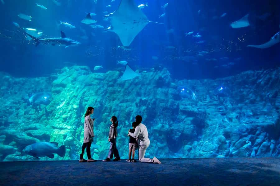 Hong Kong: Ocean Park Entry Ticket - Summit rides range from family fun to serious thrills