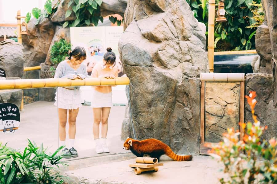 Hong Kong: Ocean Park Entry Ticket+ Superior Set Meal Coupon - Live shows, dolphins, sea lions, and birds