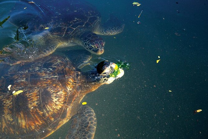 Horse Ride + Swimming with Turtles in Aquarium at Nungwi Beach - Who will get the most from this experience
