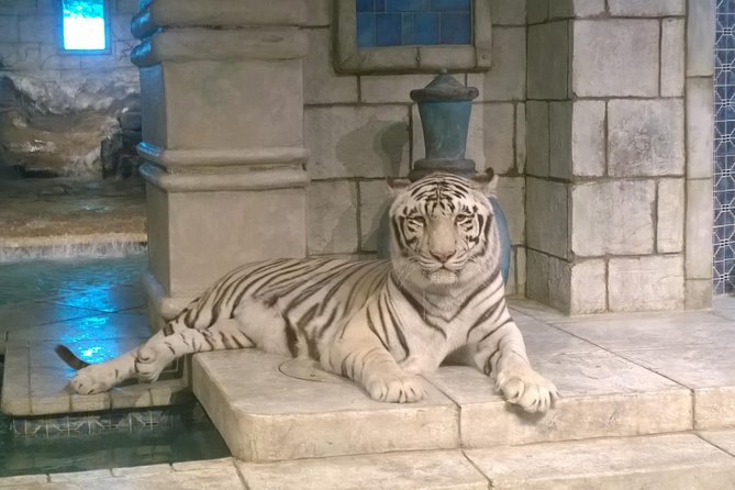 Houston City Tour and Downtown Aquarium All Rides Pass - What makes the guide commentary useful