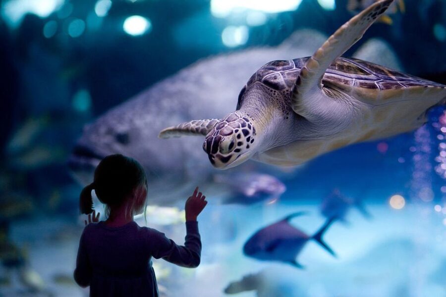 Houston Tour and Aquarium Ticket - Seeing Houston from the open-air top deck