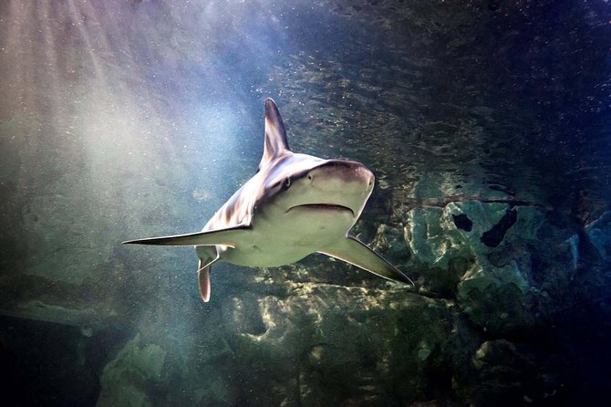 Hunstanton SEA LIFE Sanctuary General Admission Ticket - Key things to know before you go