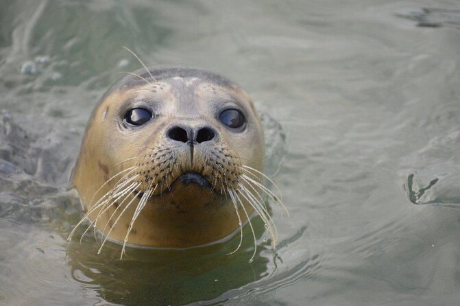 Hunstanton SEA LIFE Sanctuary General Admission Ticket - What your admission includes at Hunstanton SEA LIFE Sanctuary