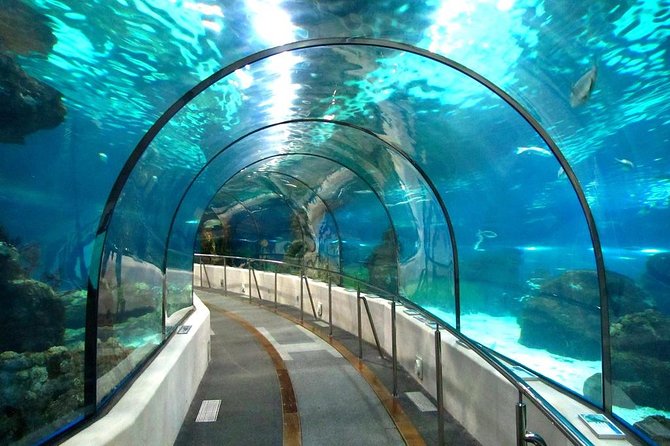 Hurghada Grand Aquarium Tour with Hotel Transfer – Hurghada - Sharks, Rays, Turtles, and Reef Fish