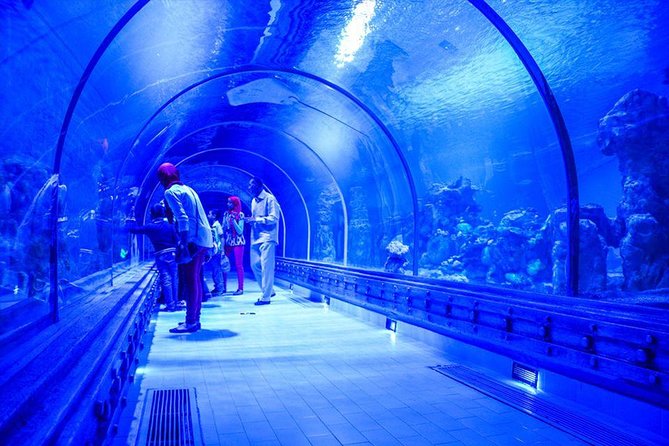 Hurghada Grand Aquarium Tour with Hotel Transfer – Hurghada - What the Transfer Service Does Well